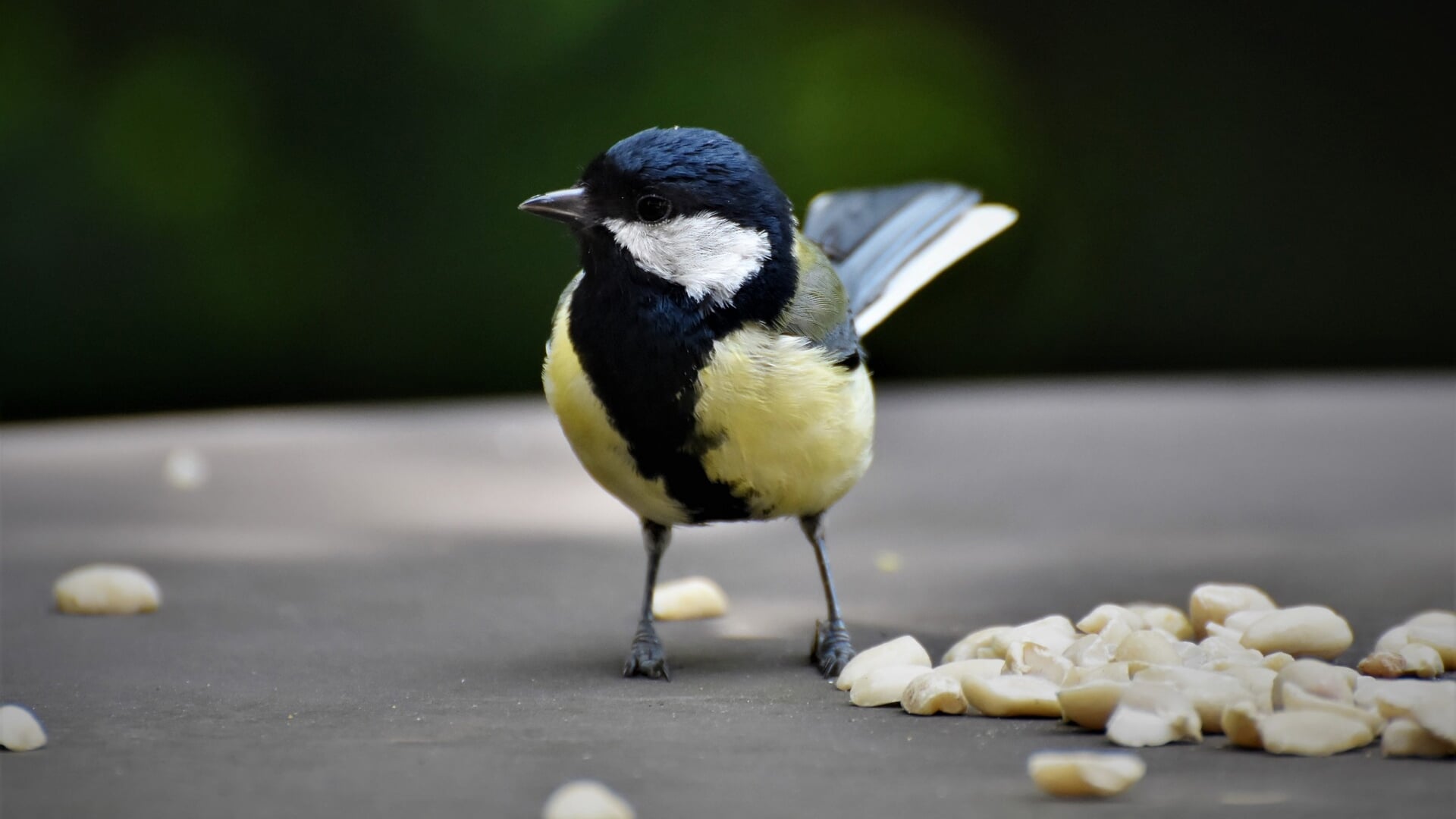 Ontdek de Wereld van Vogels met Boeiende Vogelcursussen