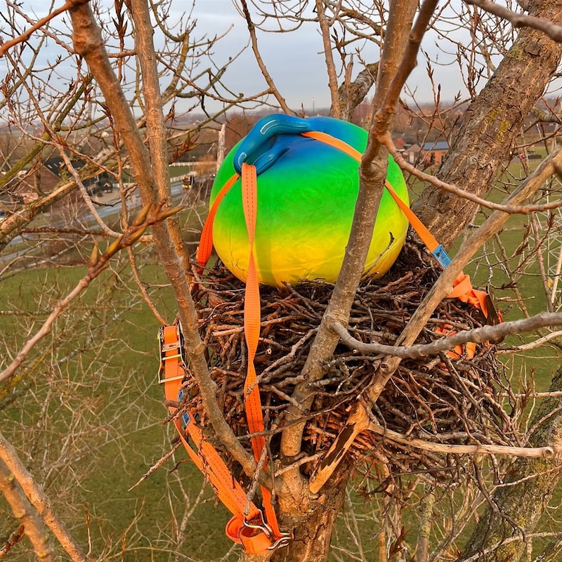 Creëer een Veilige Thuis voor Buizerds met een Nestkast