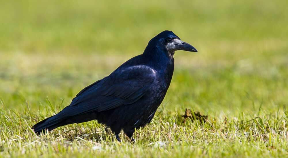 De Betoverende Roep van de Raaf: Vogelbescherming in Actie