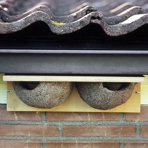 Creëer een Veilig Thuis voor Zwaluwen met een Zwaluwnestkast