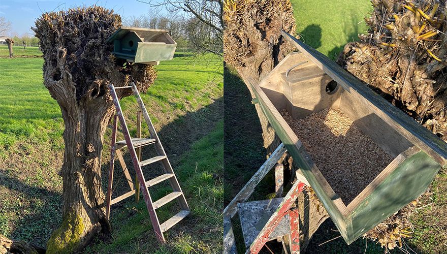 Help Steenuilen met een Nestkast: Bescherm Onze Gevederde Vrienden