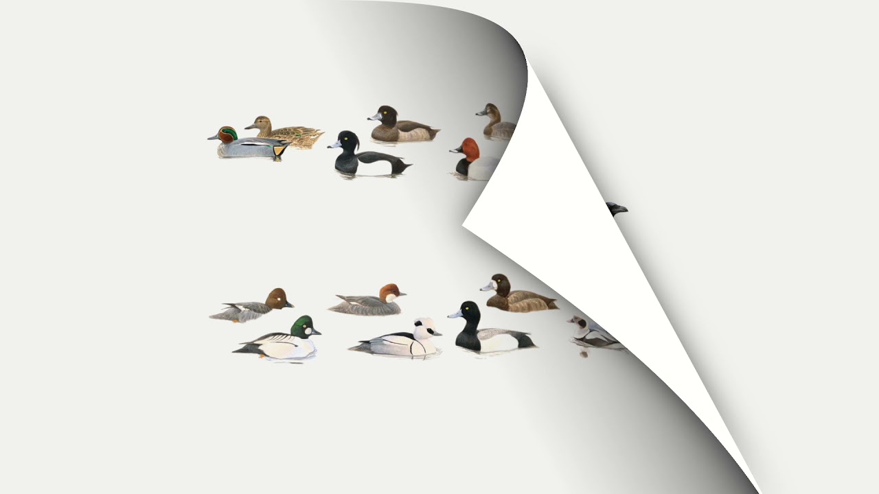 De gewiekste vogelgids: ontdek meer tijdens elke wandeling