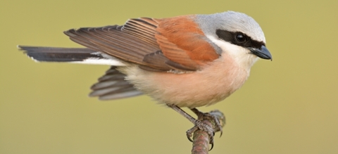 Grauwe klauwier waarneming: herkenning, gedrag en tips om de vogel te spotten