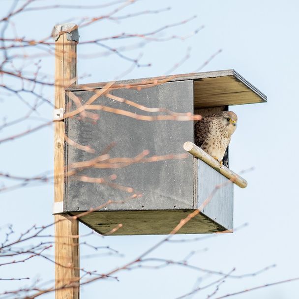 Nestkast voor een valk: zo help je de torenvalk broeden