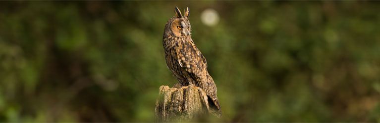 Ransuil nestkast: zo bied je deze bijzondere uil een geschikte broedplek