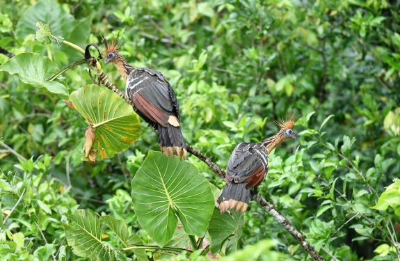 Vogelkijken: ontdek de vogels in je eigen omgeving