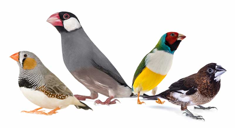 Vogelsoorten: ontdek de kleurrijke wereld van tropische vogels