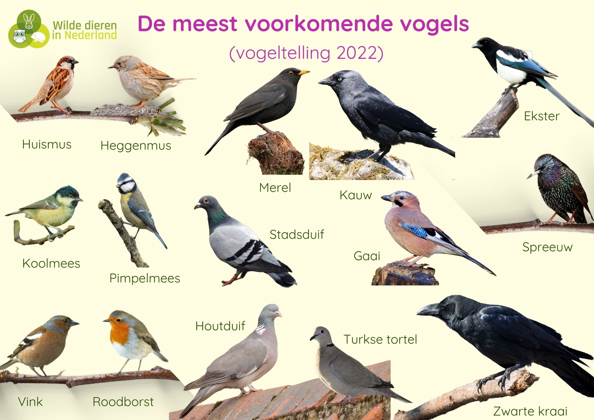 Vogeltelling 2022: tel de vogels in je tuin en ontdek wat er leeft